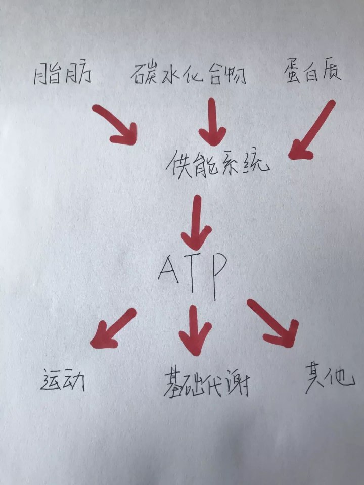 運(yùn)動30分鐘后才開始消耗脂肪……是真是假？